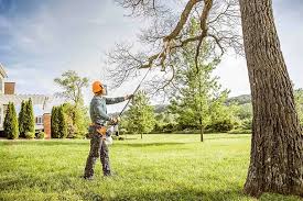Best Root Management and Removal  in Parkwood, CA