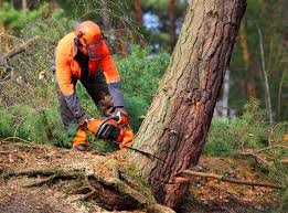 Best Aeration Services  in Parkwood, CA