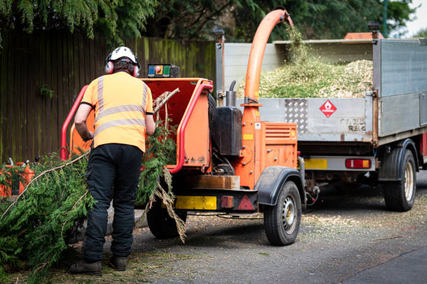 Best Tree Preservation Services  in Parkwood, CA