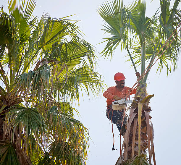 Best Tree Mulching  in Parkwood, CA