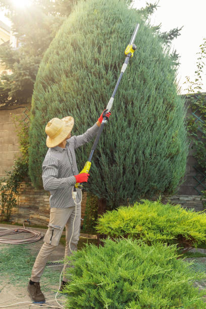Best Hazardous Tree Removal  in Parkwood, CA