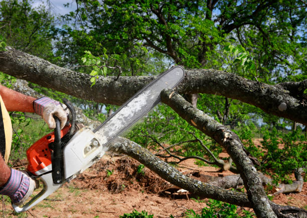 Best Tree Maintenance Programs  in Parkwood, CA